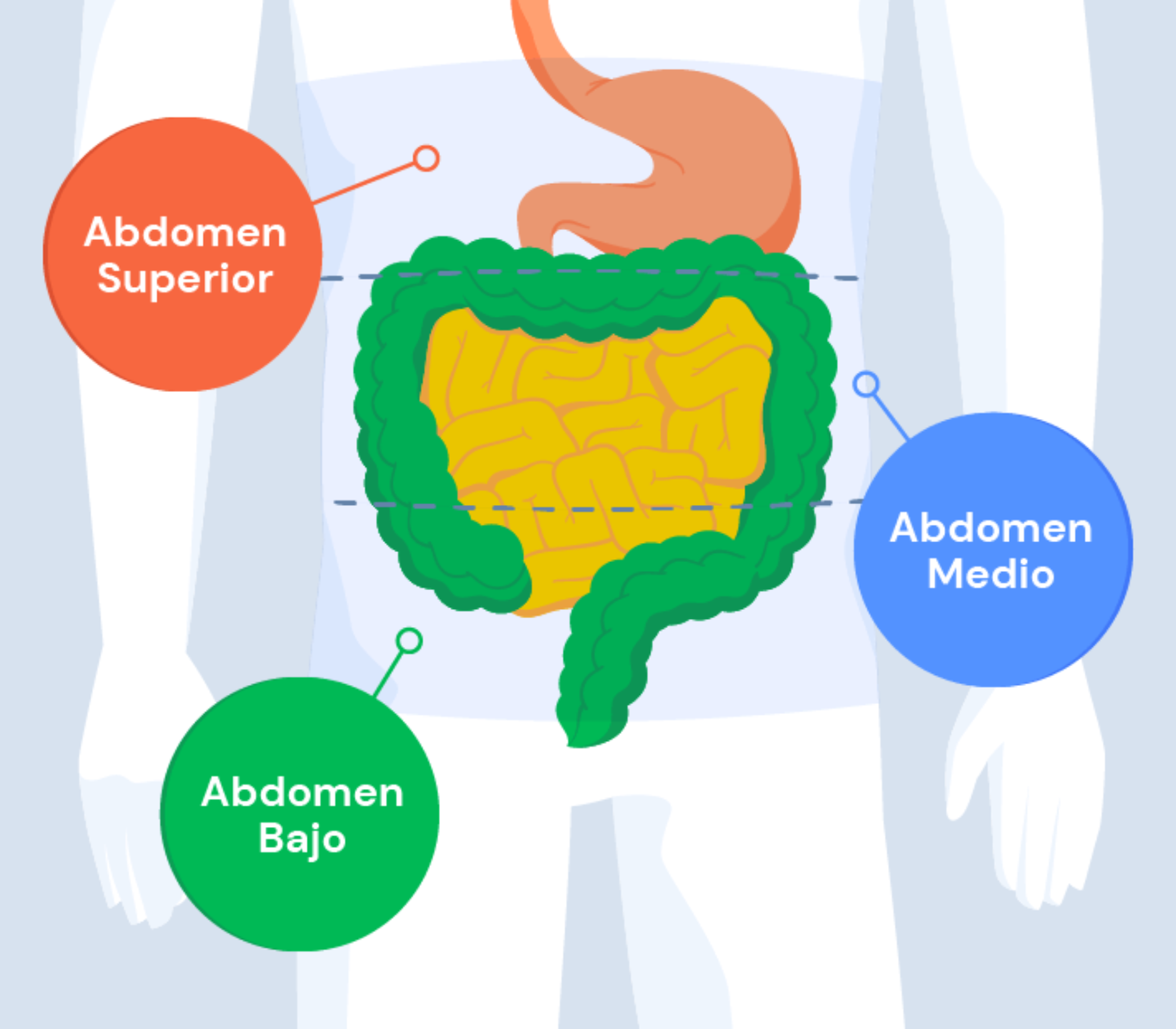 Ilustración: aparato digestivo dividido en "Abdomen Superior", "Abdomen Medio" y "Abdomen Bajo".